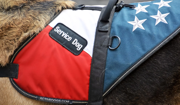 Service Dogs Can Be Game Changers for Vets With PTSD
